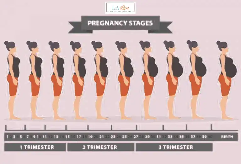 First Trimester (Weeks 1–12): Early Changes You Might Not Notice Ledbury